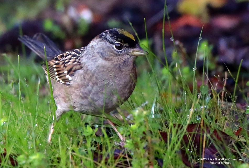 Golden-crowned Sparrow - ML615148915