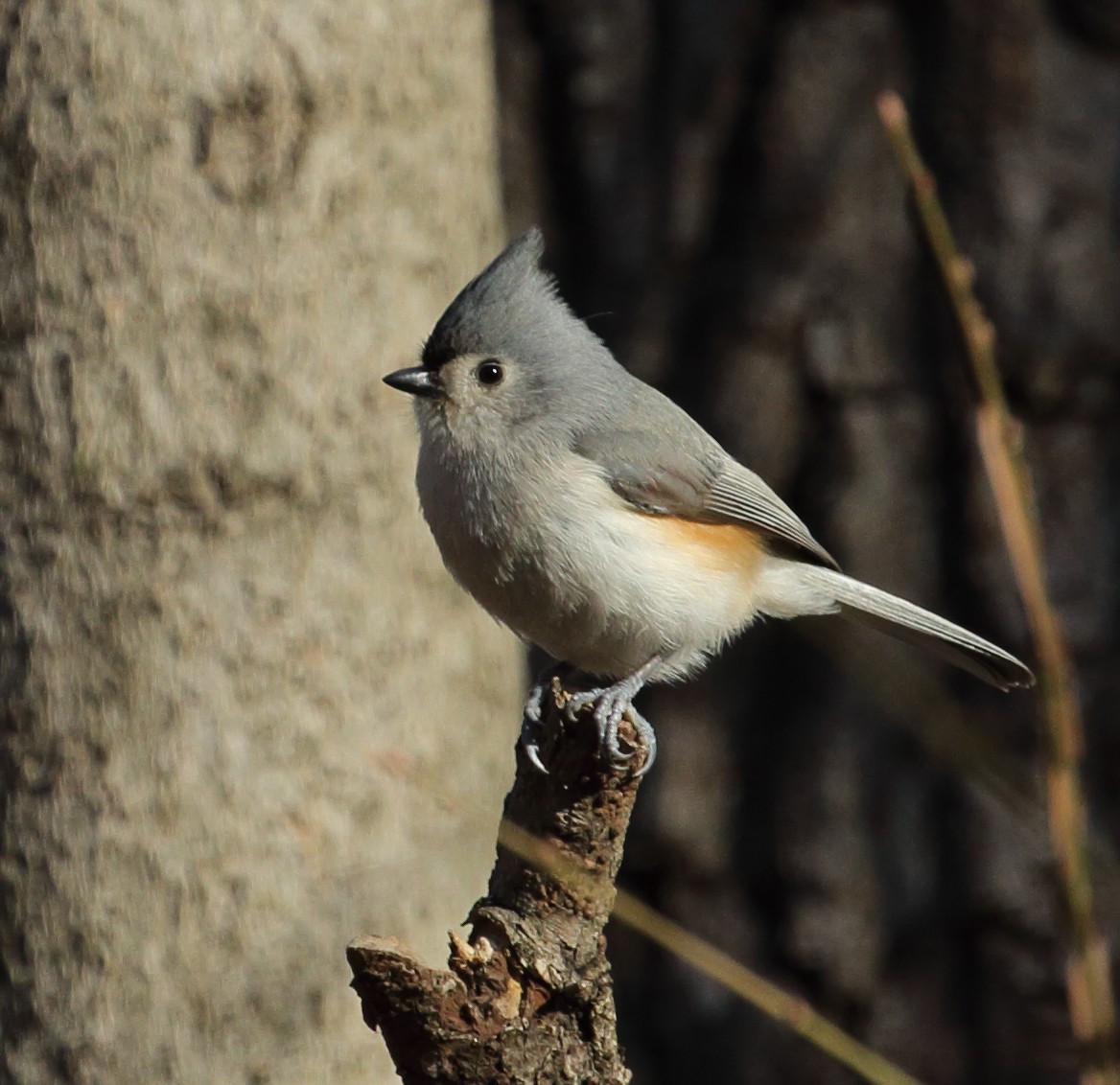 Tufted Titmouse - ML615148919