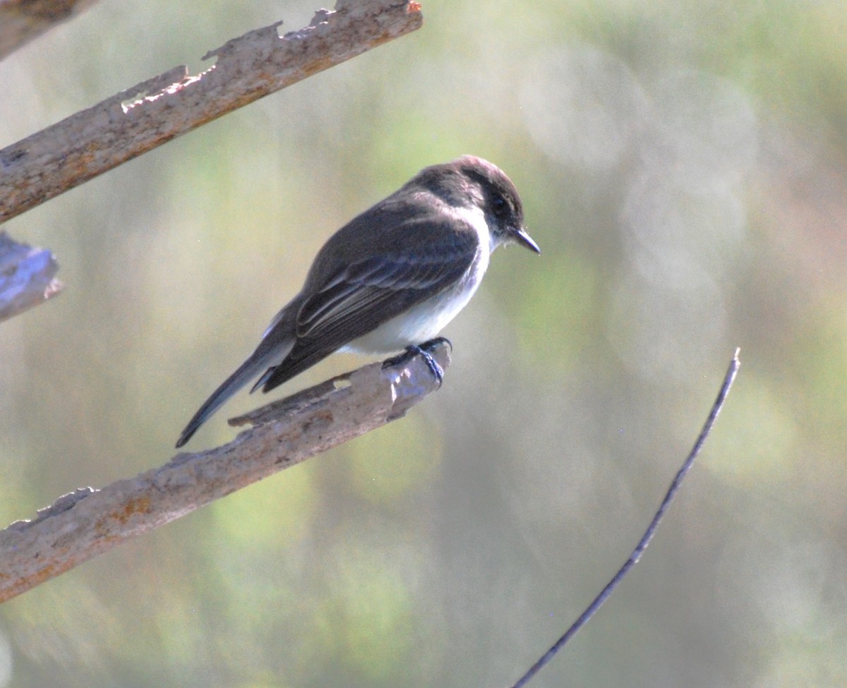 Eastern Phoebe - ML615148930