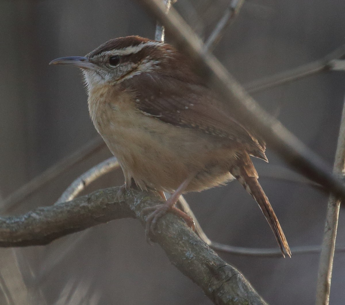 Carolina Wren - ML615148934