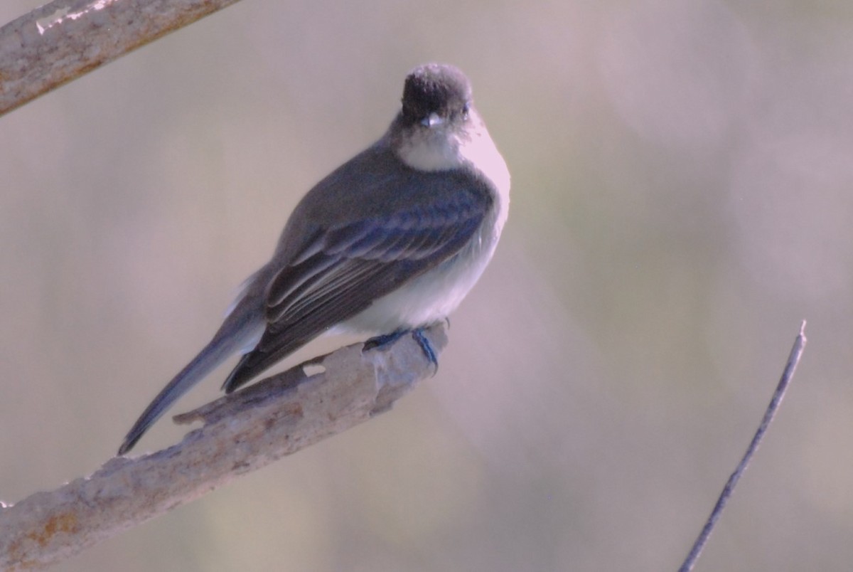 Eastern Phoebe - ML615148935