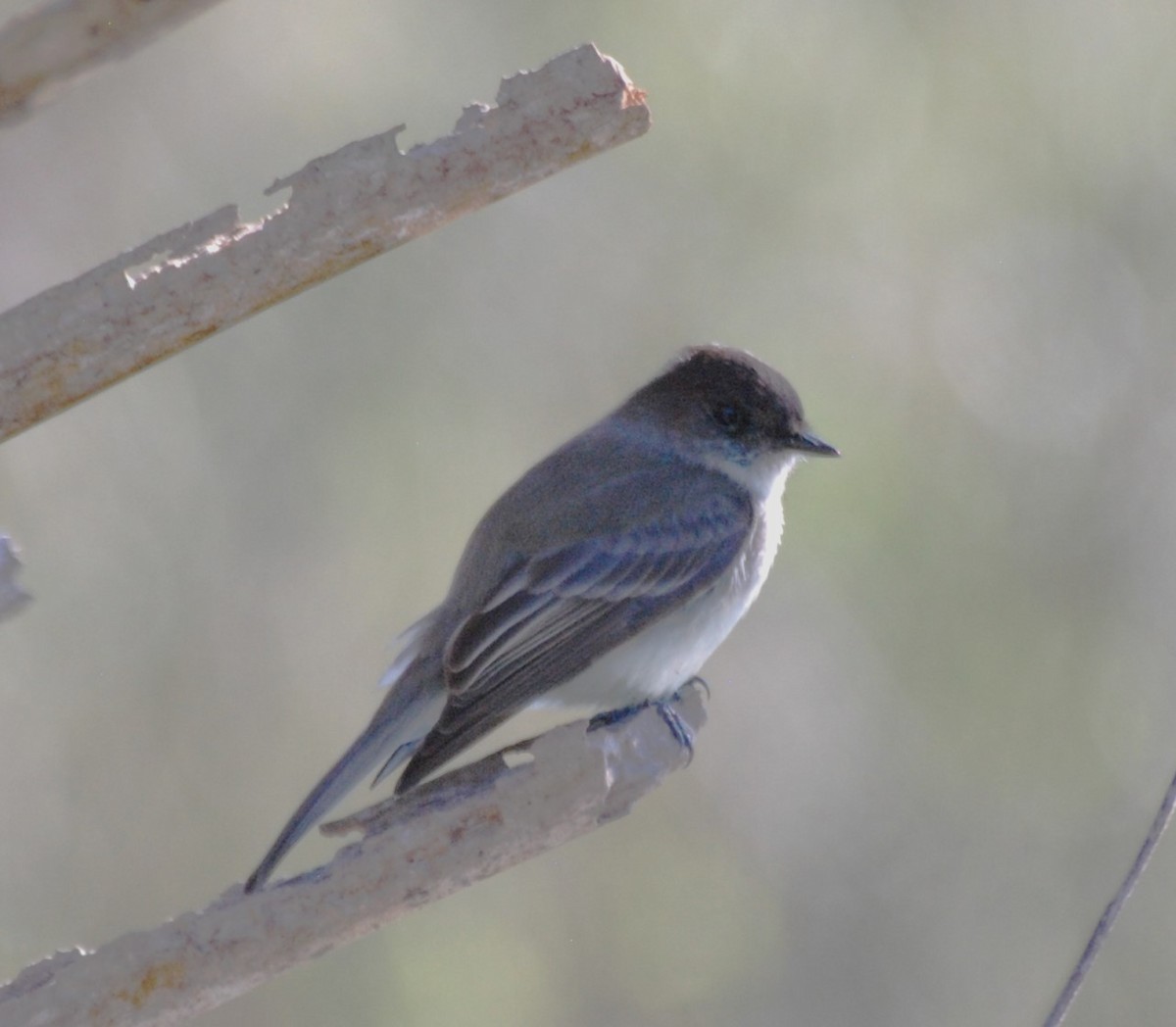 Eastern Phoebe - ML615148944