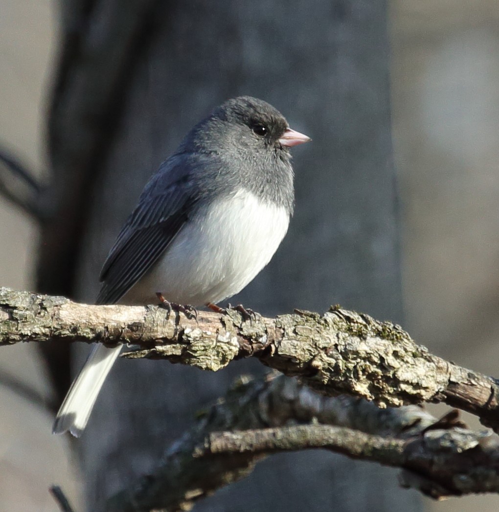 Dark-eyed Junco (Slate-colored) - ML615148945