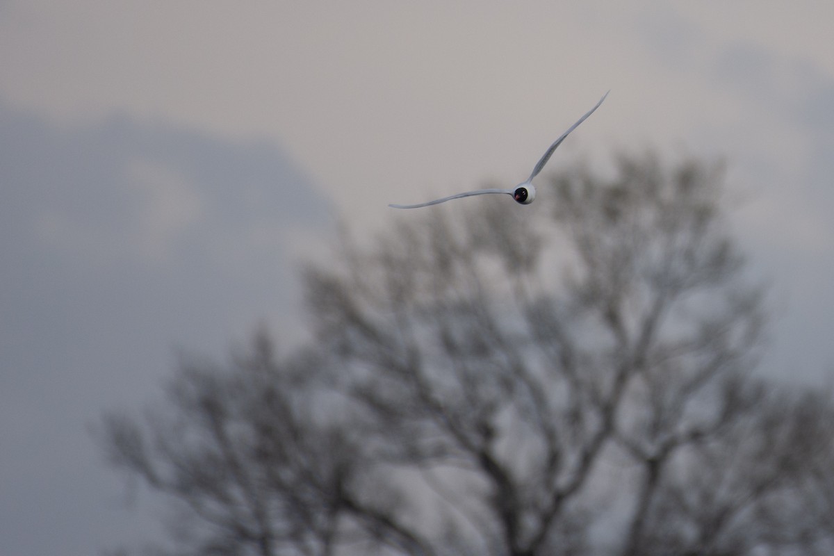 Mediterranean Gull - Milosz Cousens