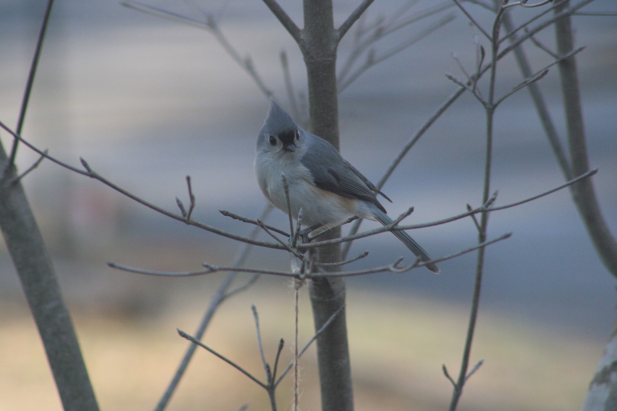 Tufted Titmouse - ML615148987