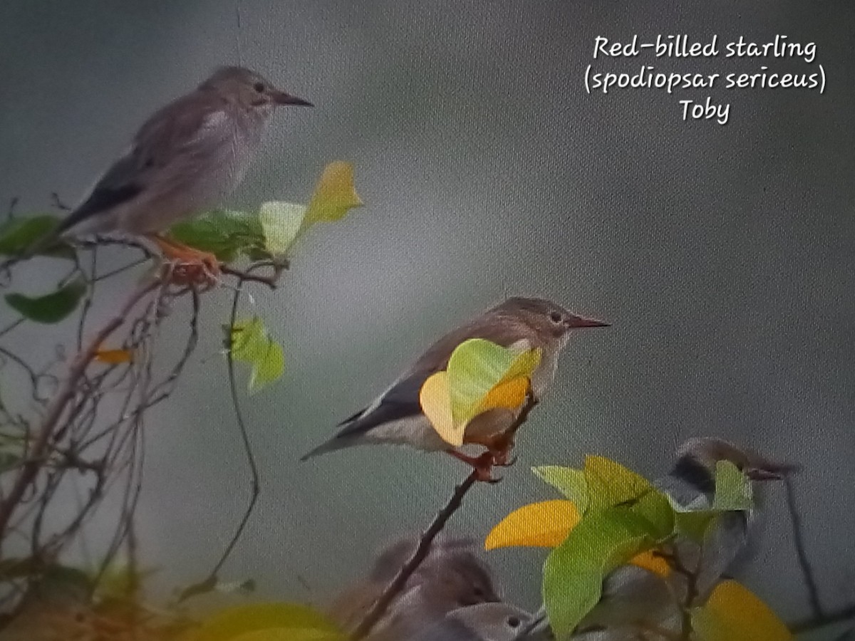Red-billed Starling - Trung Buithanh