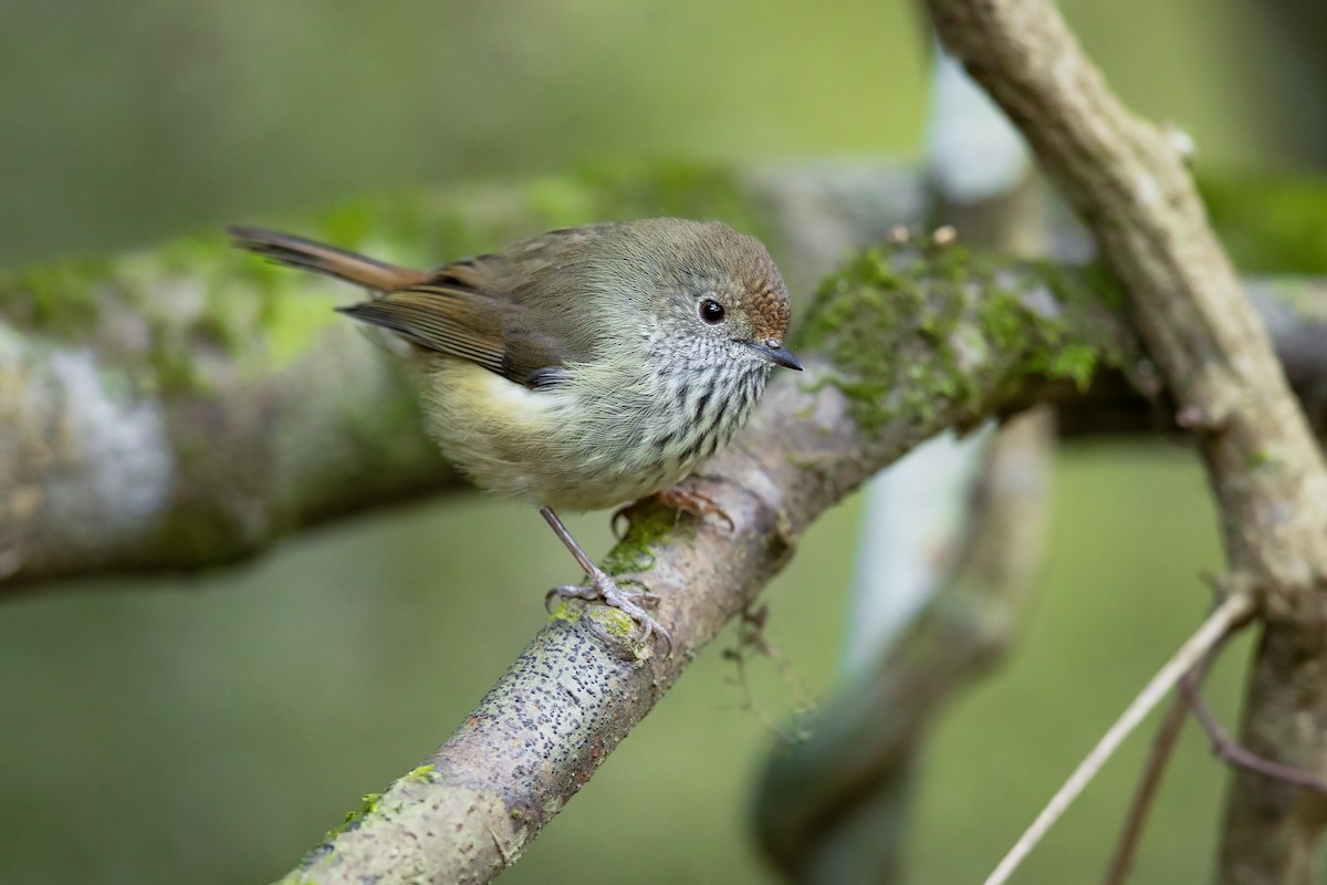 Brown Thornbill - ML615149022