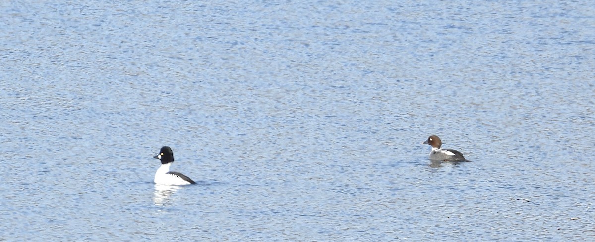 Common Goldeneye - ML615149050