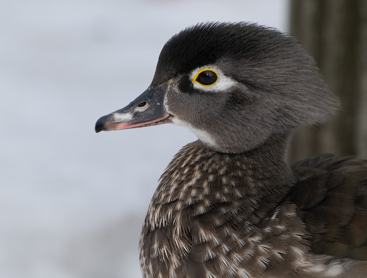 Wood Duck - Christine Pelletier et (Claude St-Pierre , photos)