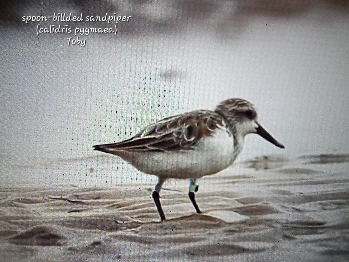 Spoon-billed Sandpiper - Trung Buithanh