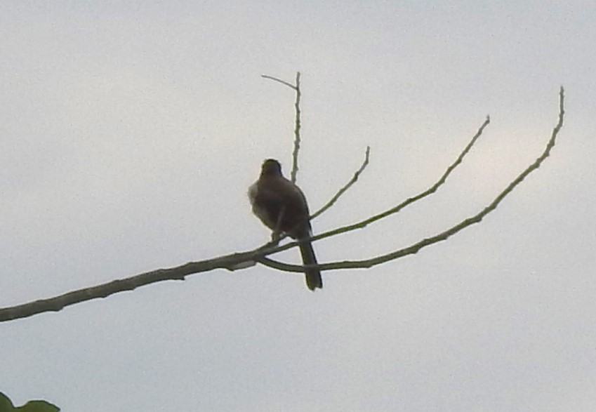 passerine sp. - Jacques Bélanger