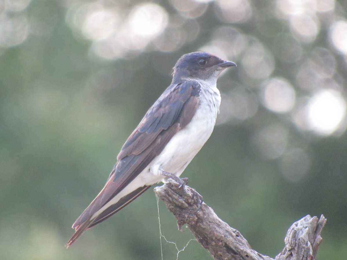 Gray-breasted Martin - Matias Almeida