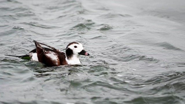 Long-tailed Duck - ML615149210