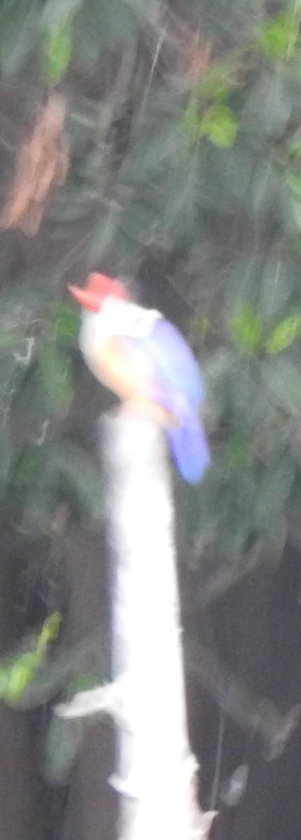 Black-capped Kingfisher - ML615149232