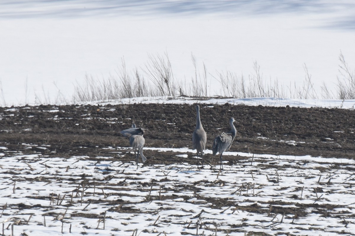 Sandhill Crane - ML615149384