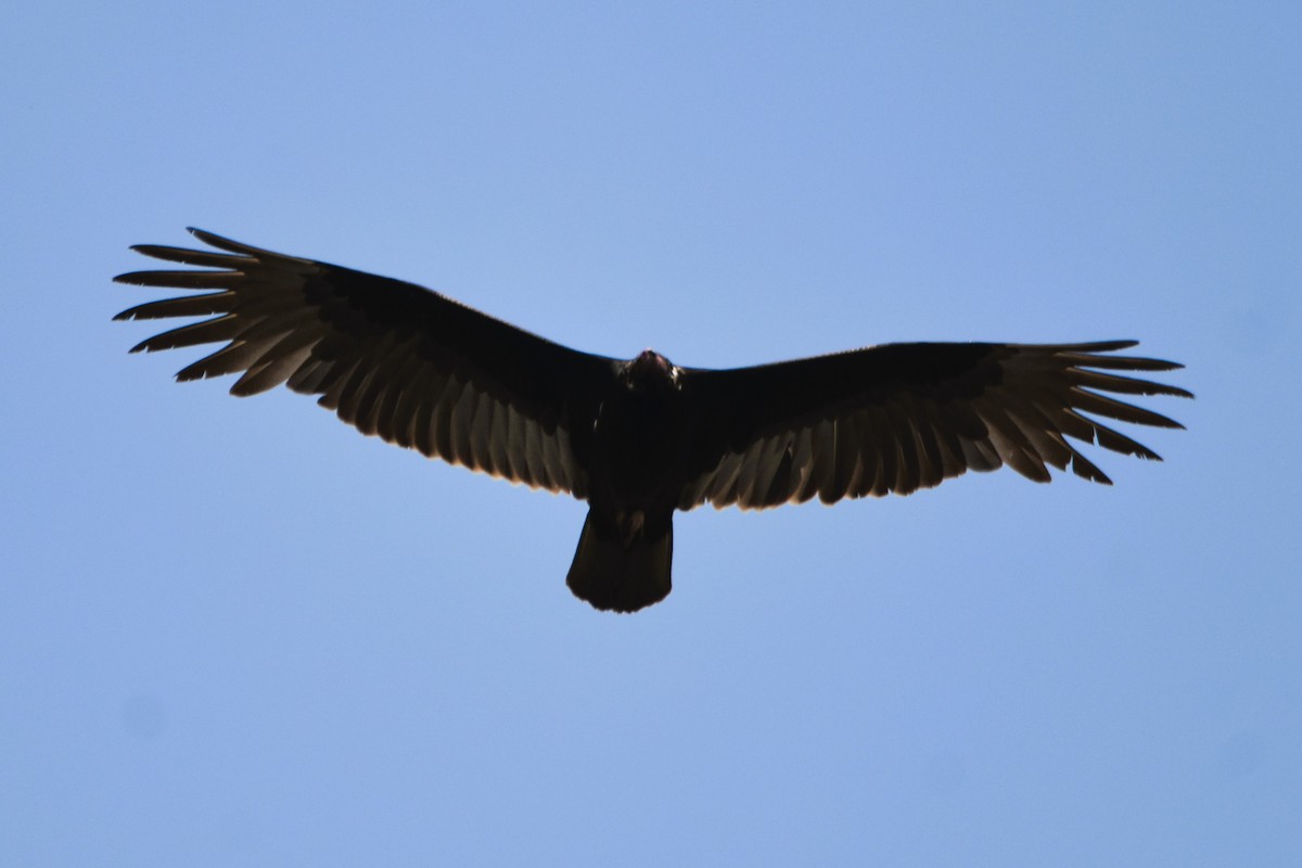 Turkey Vulture - ML615149413