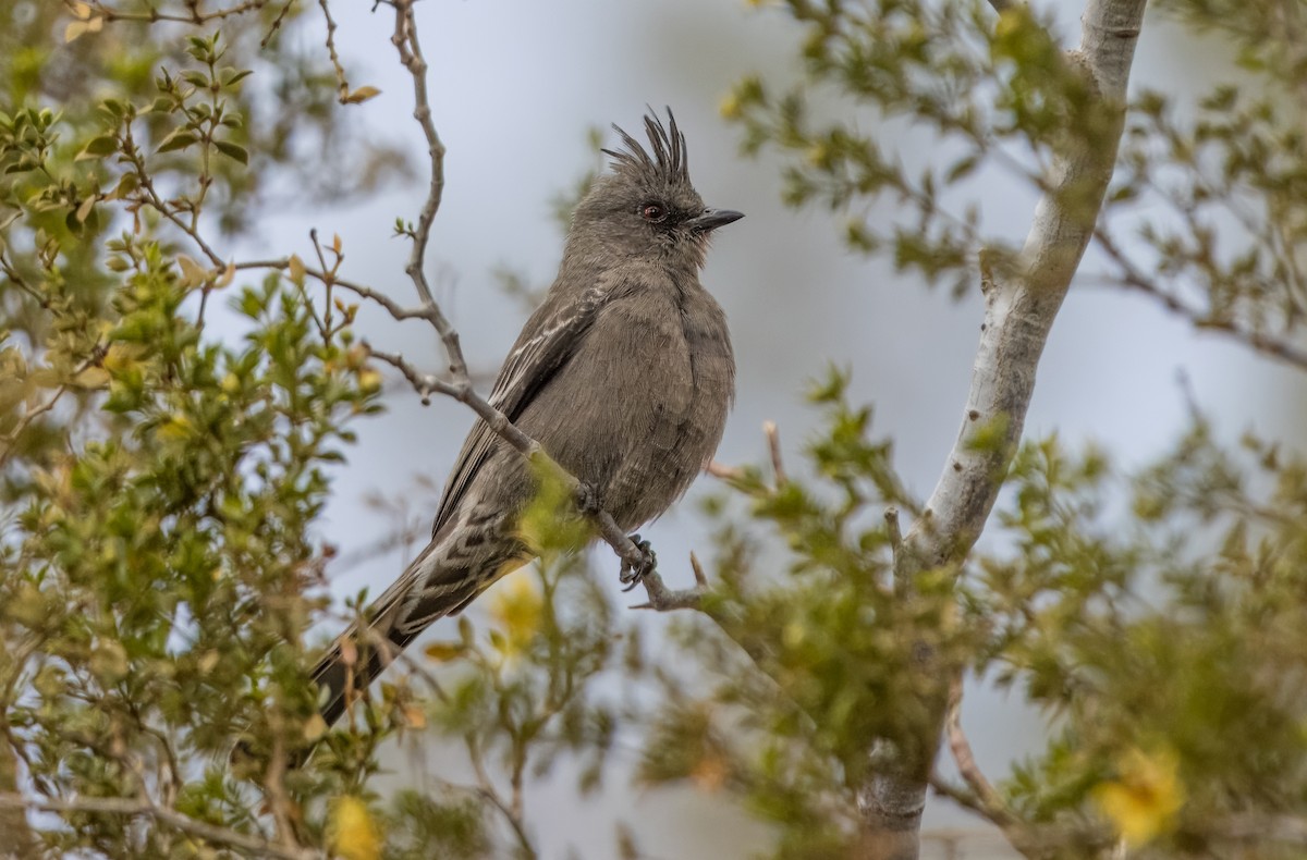 Phénopèple luisant - ML615149486