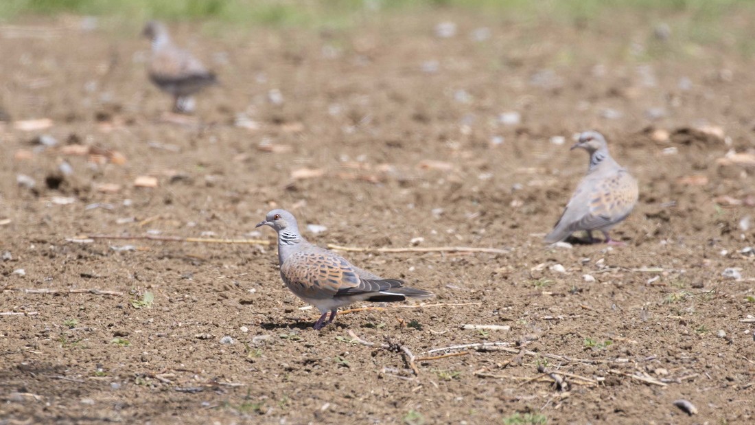 European Turtle-Dove - ML615149535