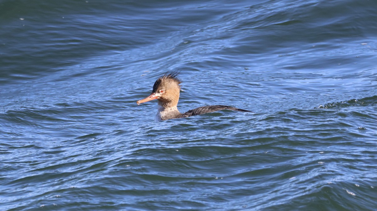 Red-breasted Merganser - ML615149561