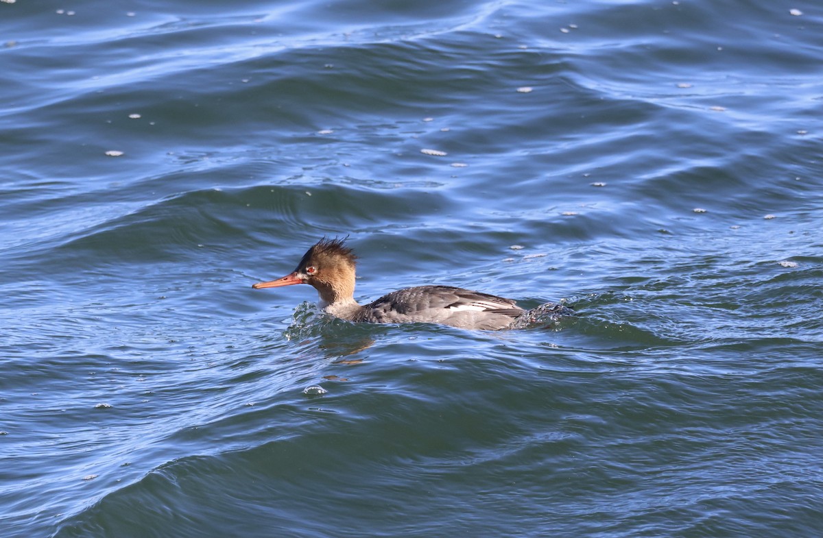 Red-breasted Merganser - ML615149562