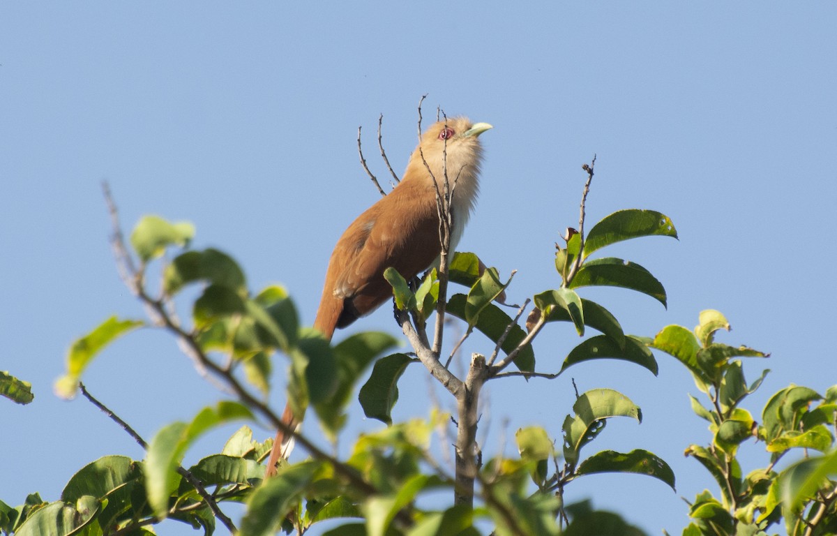 Squirrel Cuckoo - Eduardo Vieira 17