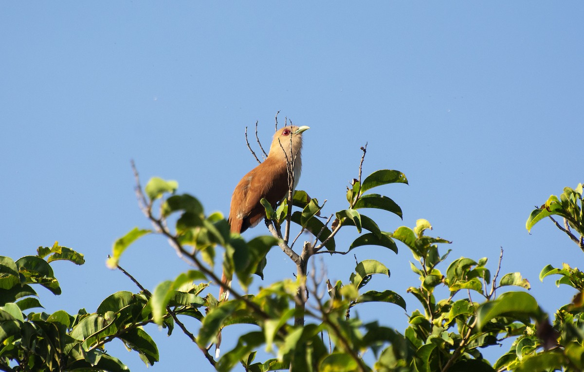 Squirrel Cuckoo - ML615149610