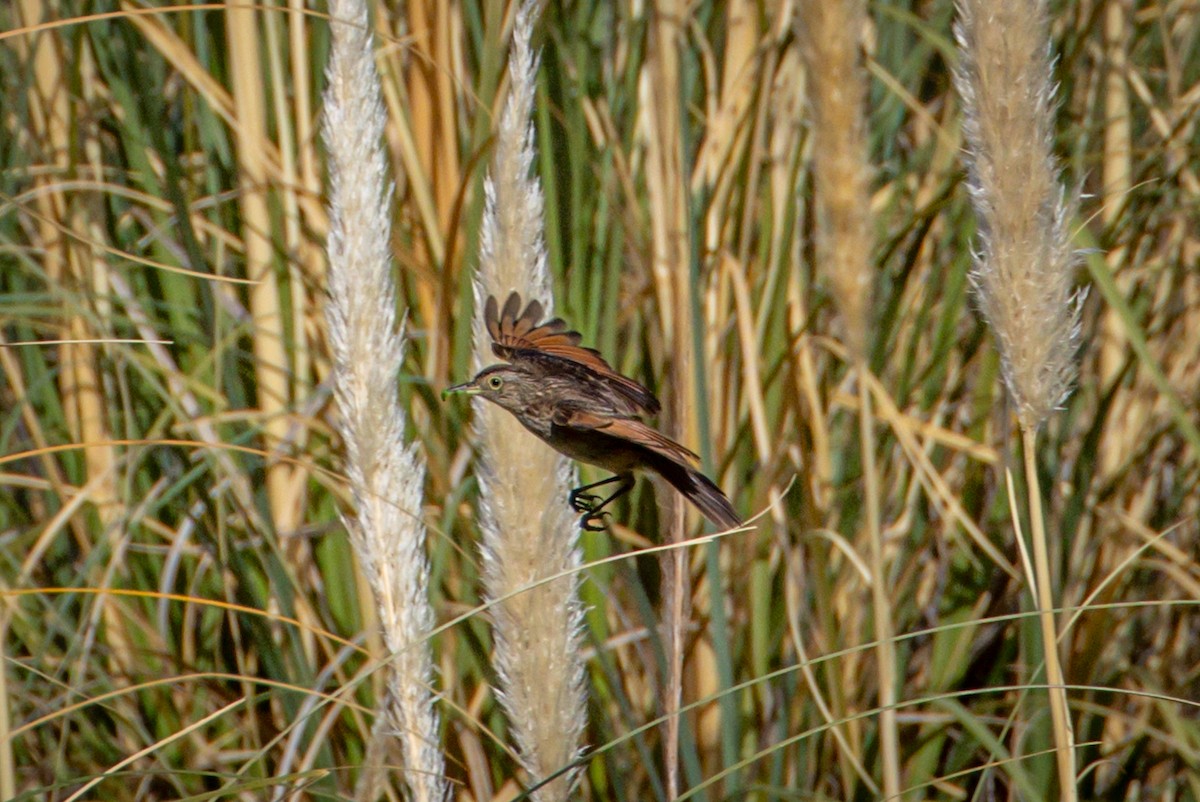 Spectacled Tyrant - ML615149612