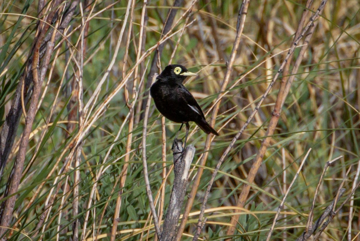 Spectacled Tyrant - ML615149613