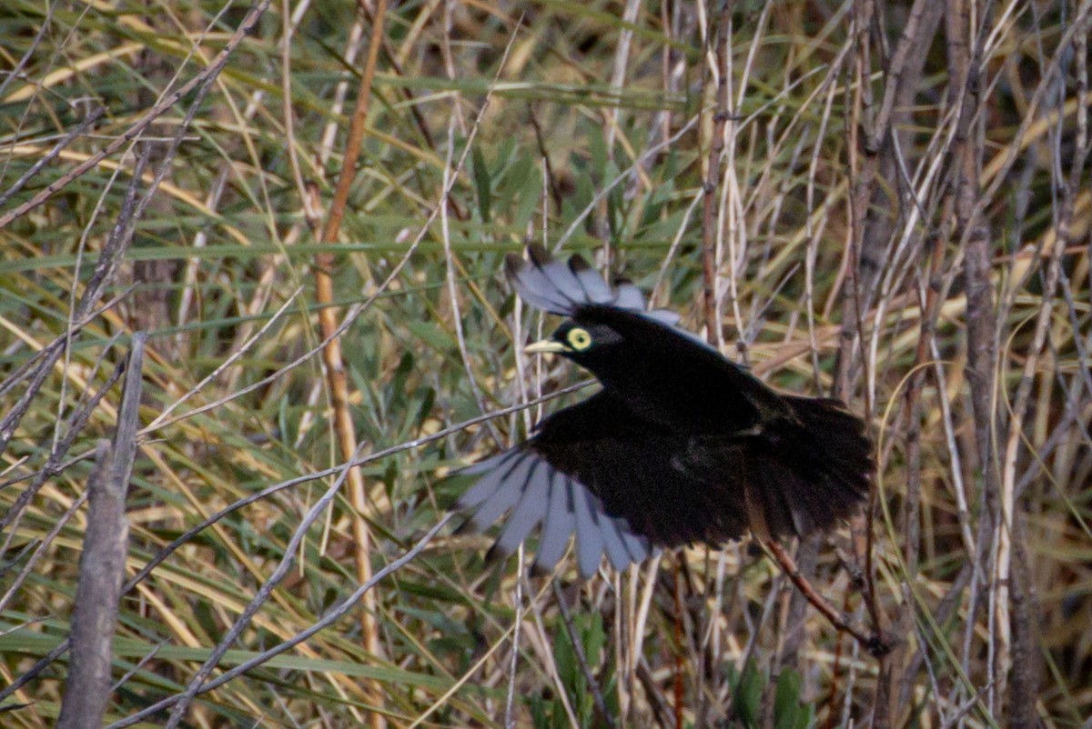 Spectacled Tyrant - ML615149614