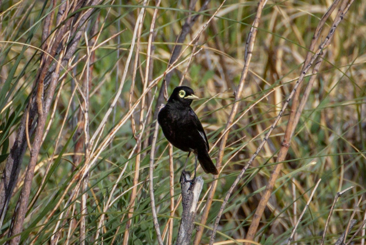 Spectacled Tyrant - ML615149616