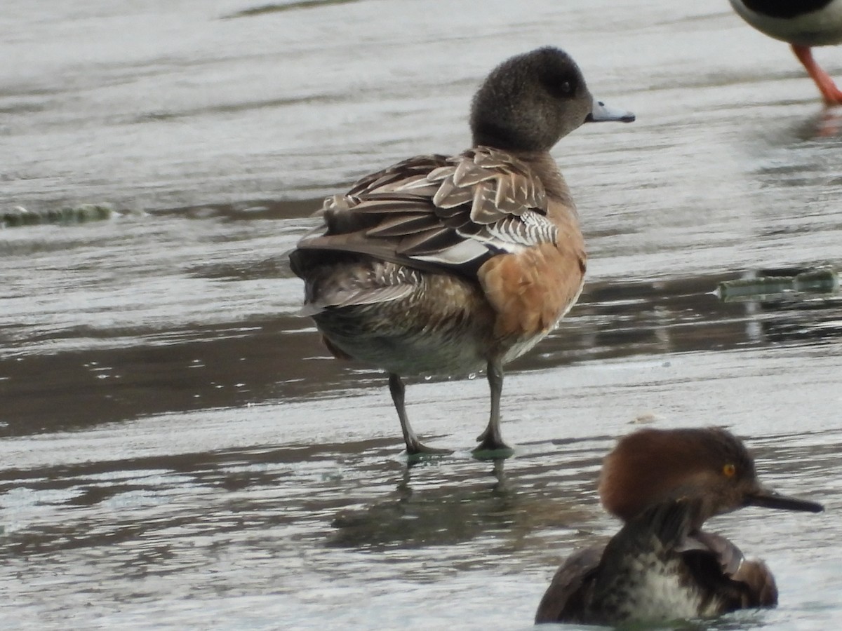 American Wigeon - ML615149630