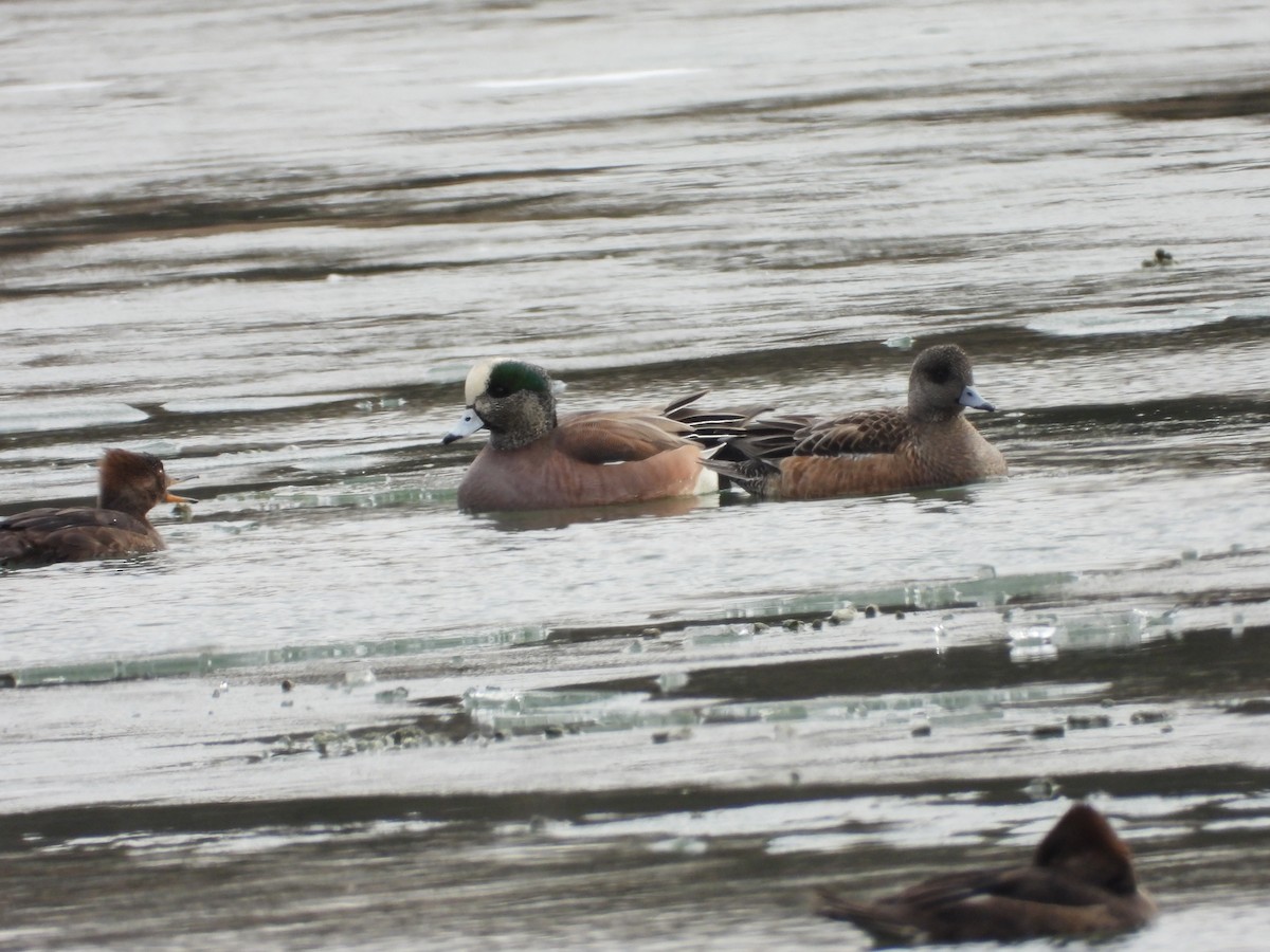 American Wigeon - ML615149632