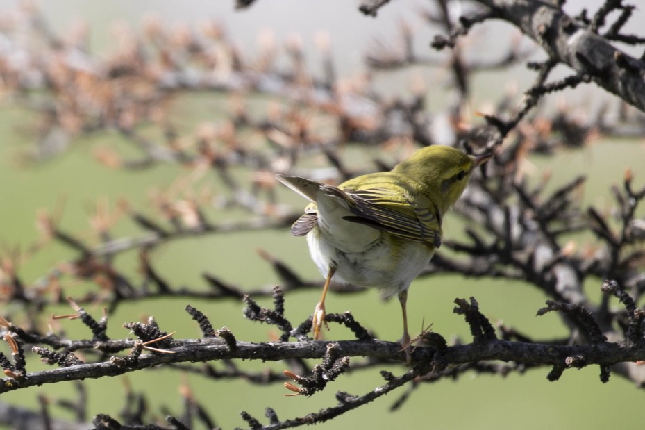 Wood Warbler - ML615149636