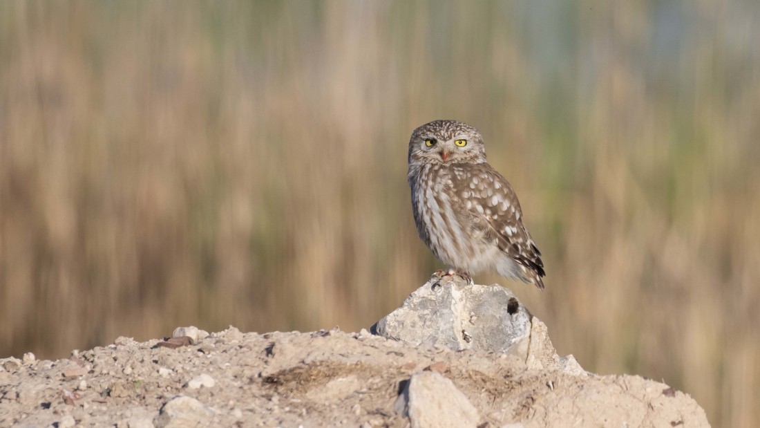 Little Owl - ML615149682