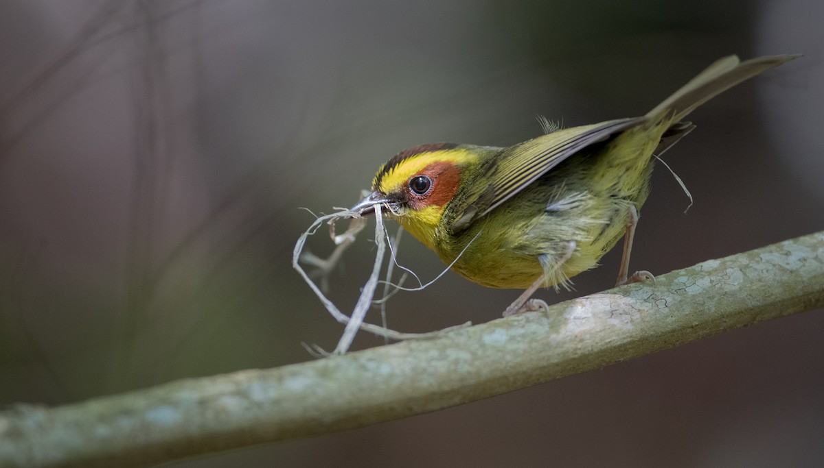 Golden-browed Warbler - ML61514971