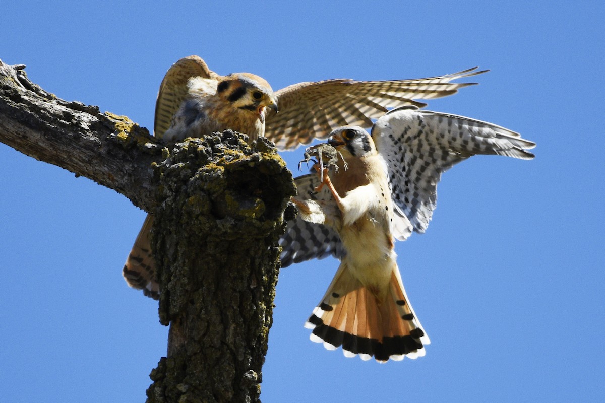 American Kestrel - Mark Golan