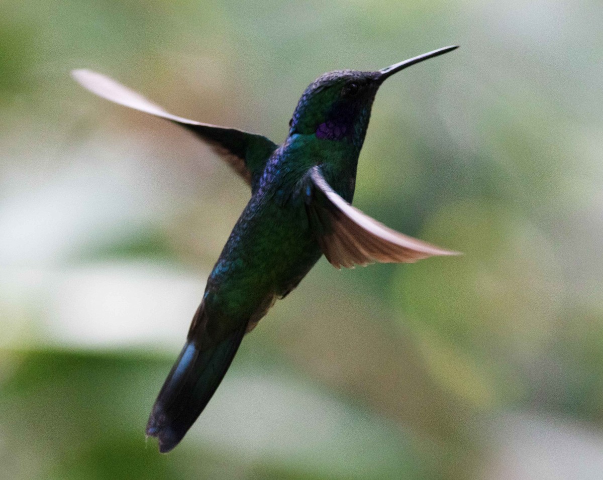 Berg-Veilchenohrkolibri - ML615149803