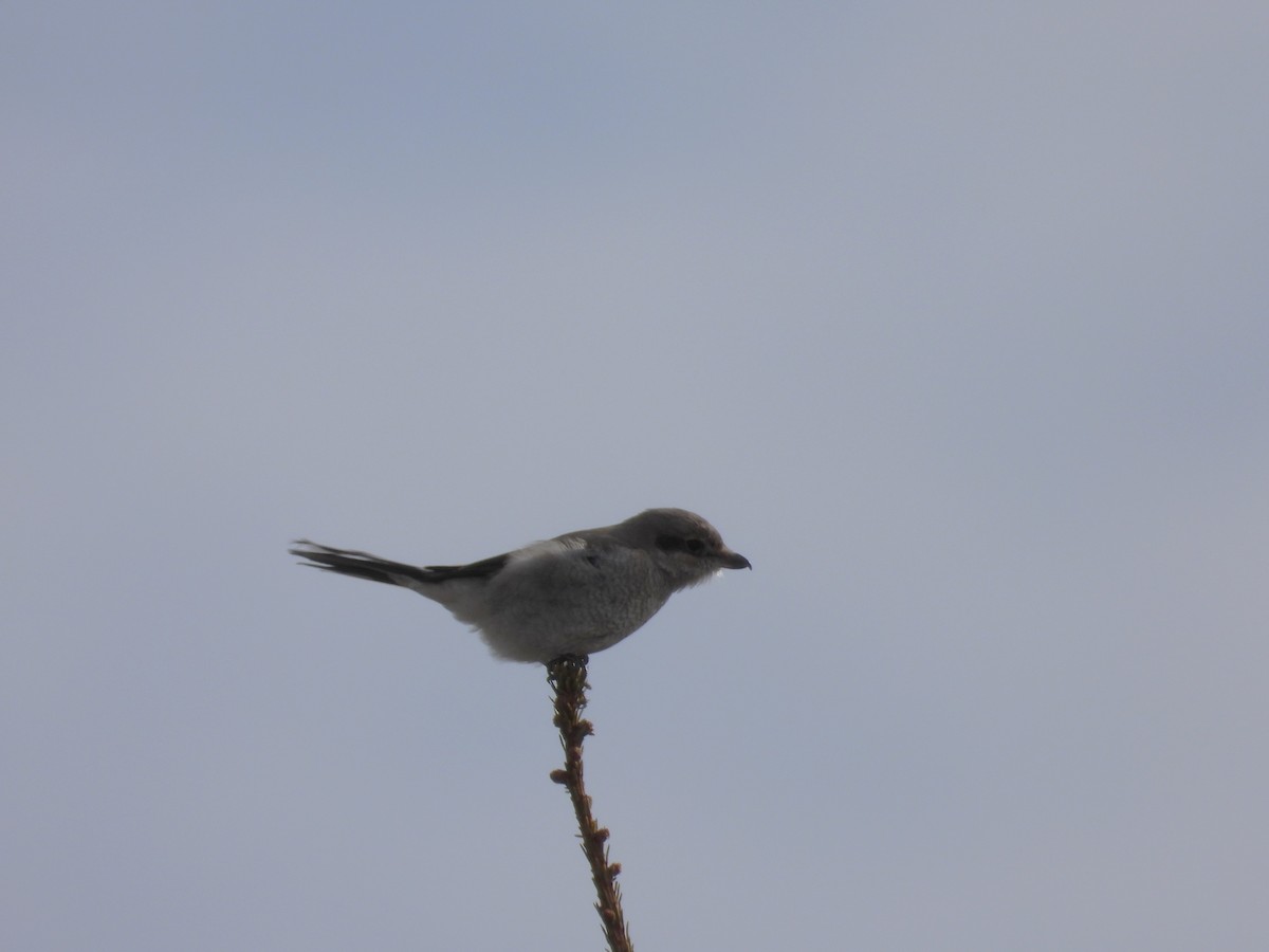 Alcaudón Boreal - ML615149804