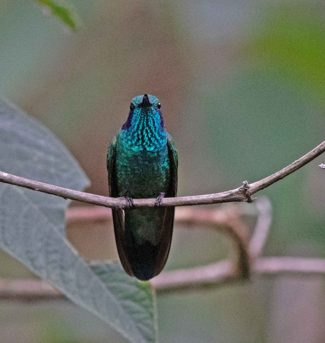 Lesser Violetear - Nick Bolgiano