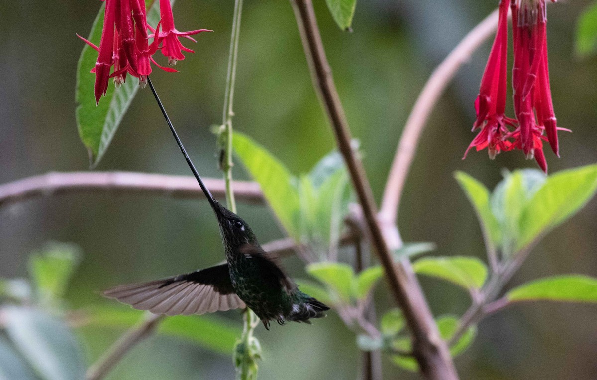 Sword-billed Hummingbird - ML615149829