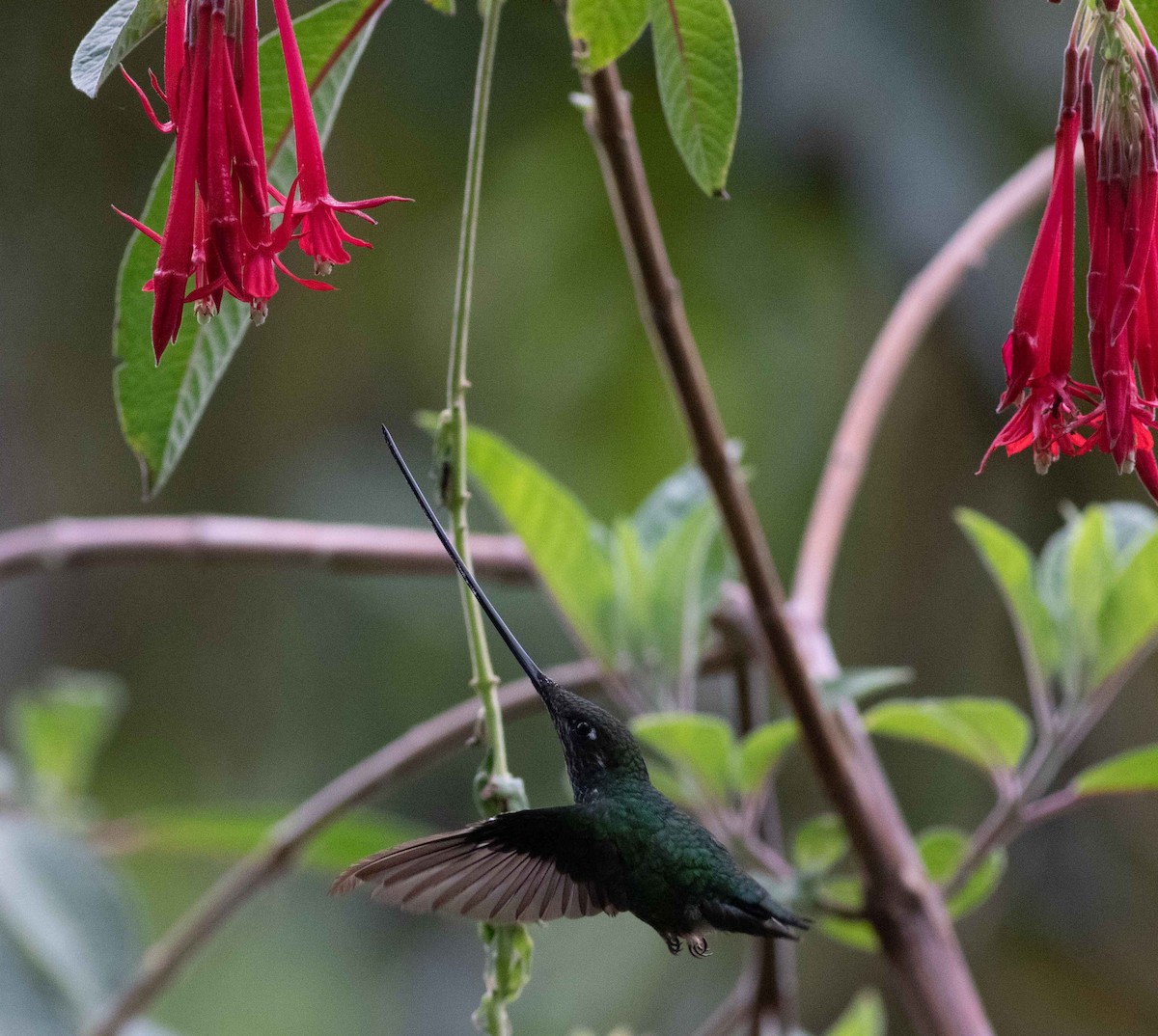 Sword-billed Hummingbird - ML615149832