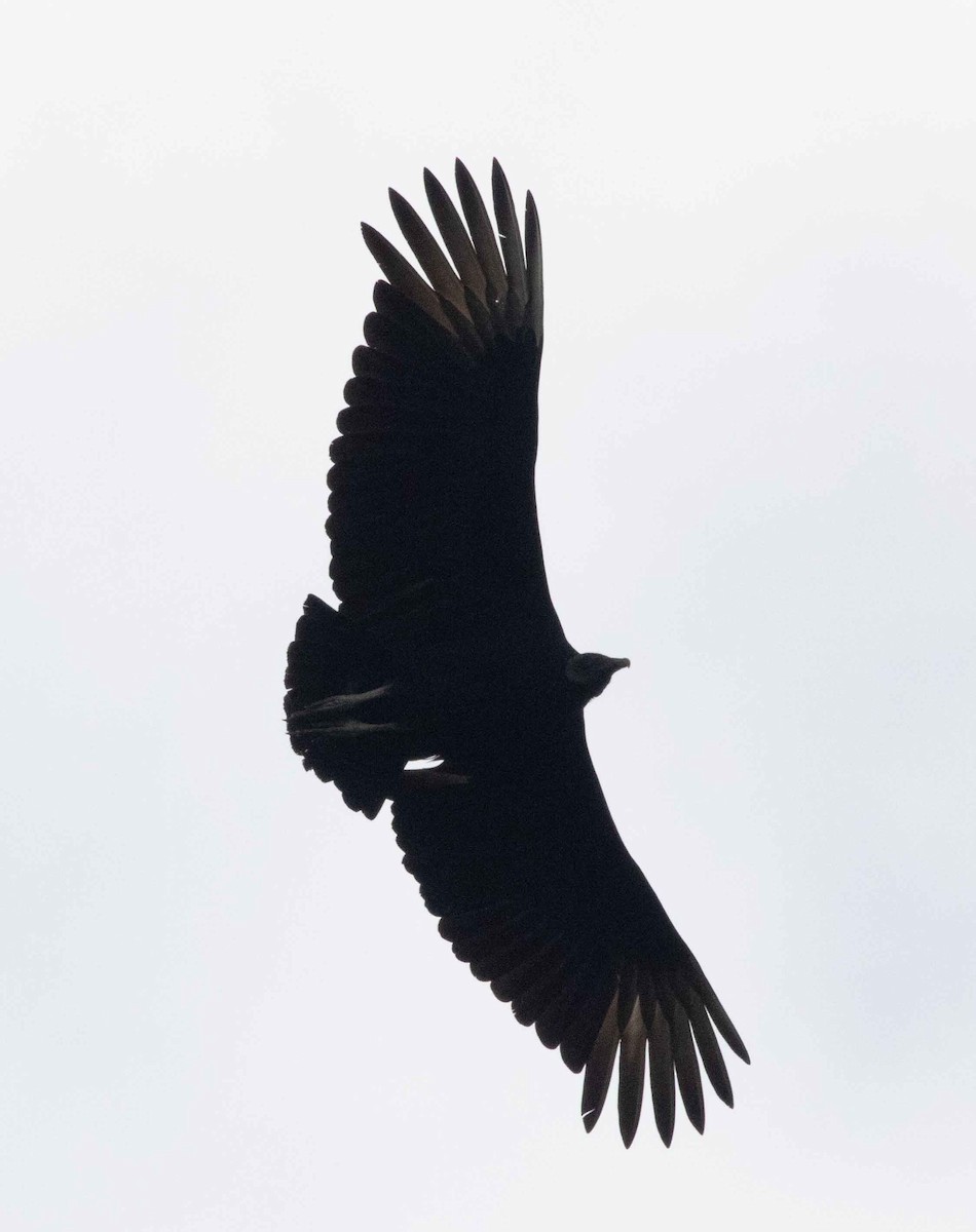 Black Vulture - ML615149844