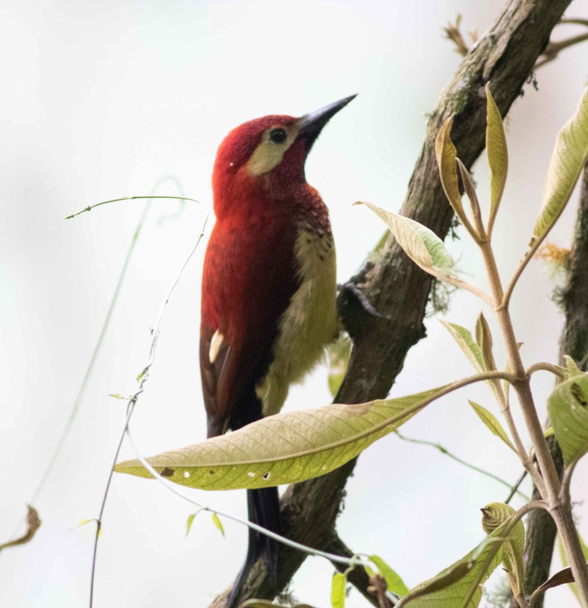 Crimson-mantled Woodpecker - ML615149851