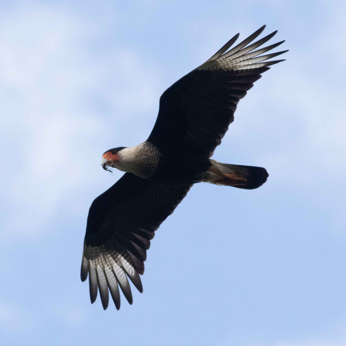 Crested Caracara - ML615149857