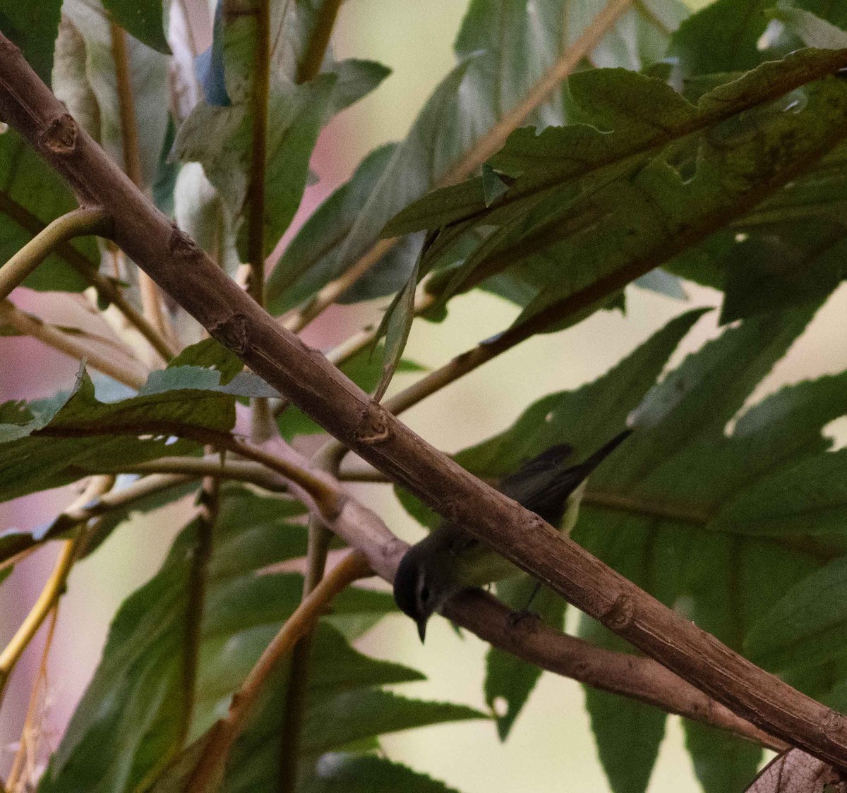 Brown-capped Vireo - ML615149877