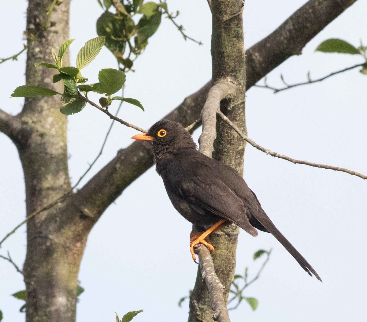 Great Thrush - ML615149882