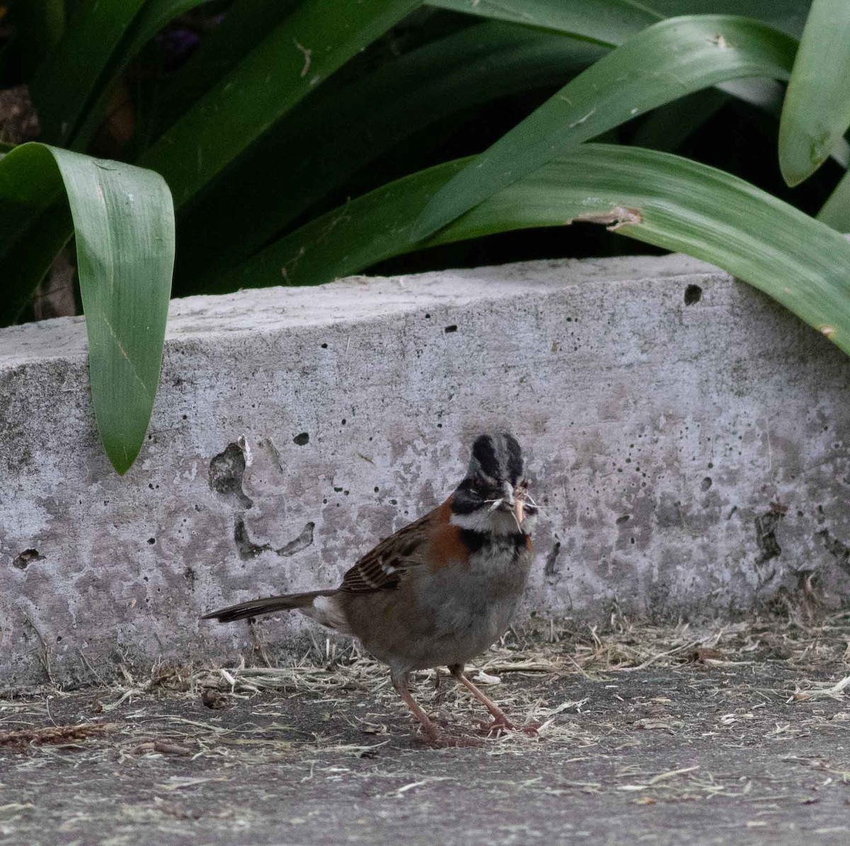 Rufous-collared Sparrow - ML615149890