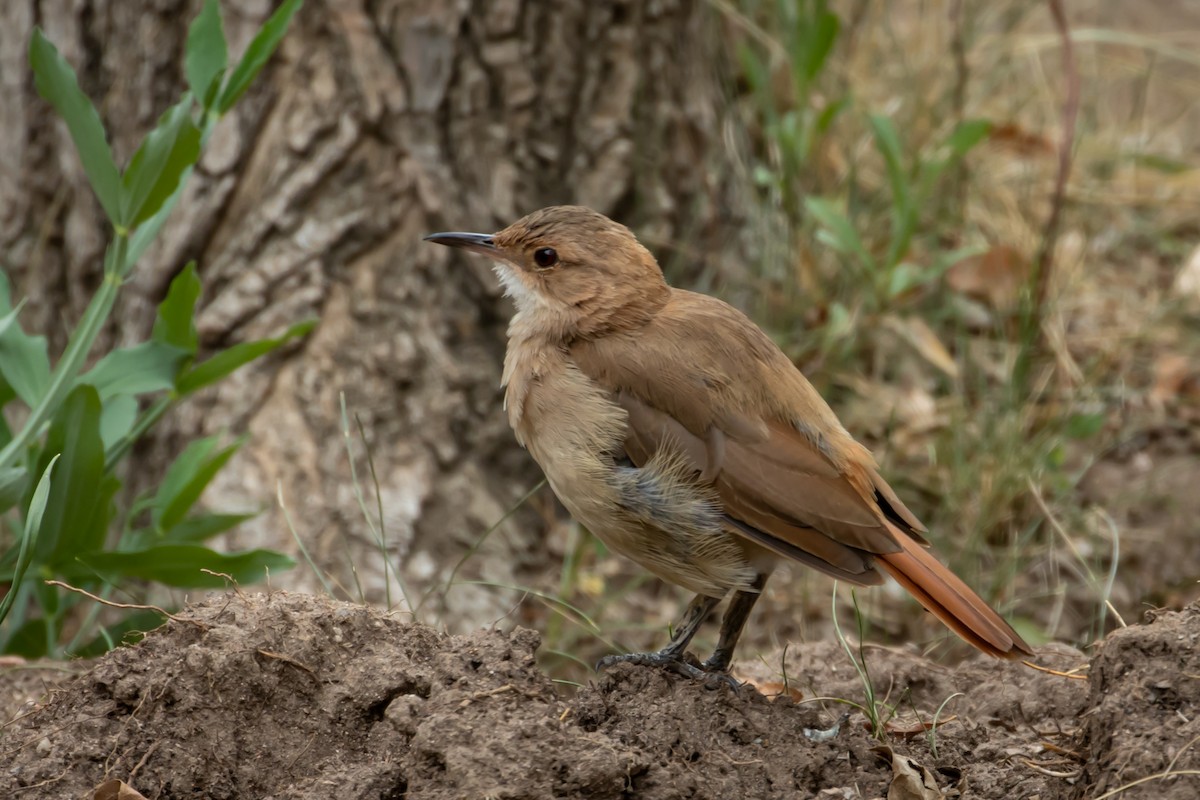 Rufous Hornero - ML615149909