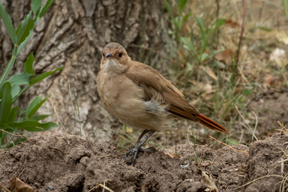 Rufous Hornero - ML615149910