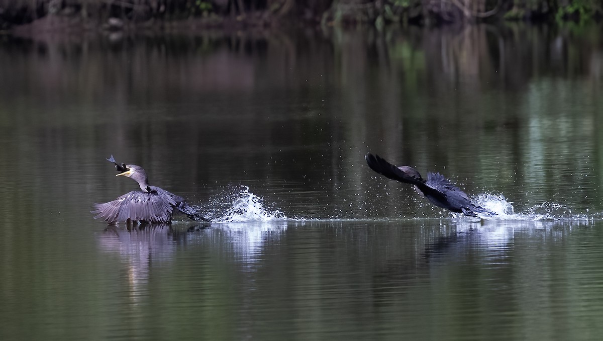 Neotropic Cormorant - ML615149913